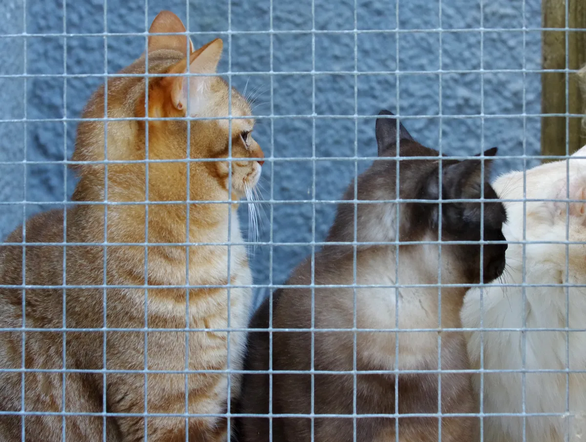 Three cats behind galvanized welded-wire mesh of an outdoor enclosure
