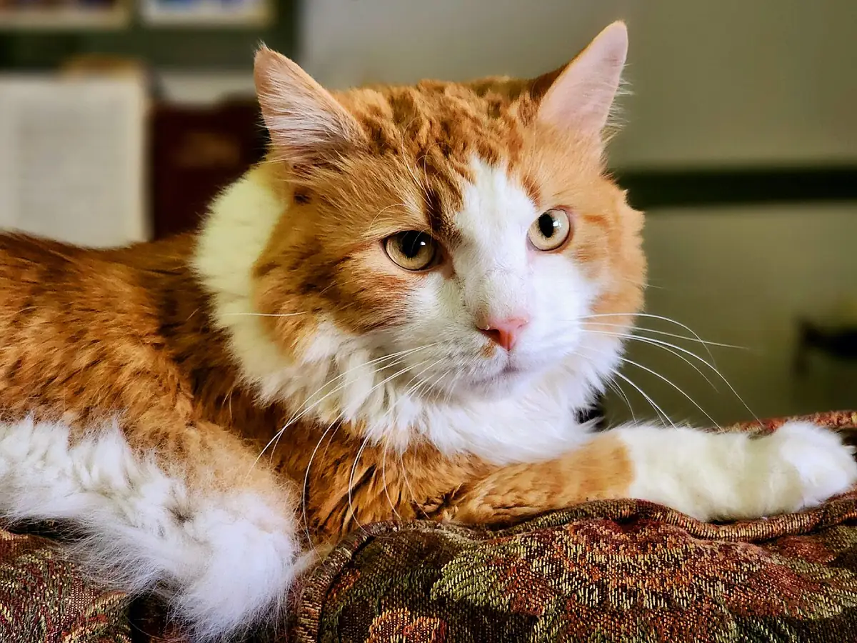Maine Coon cat resting quietly on a couch