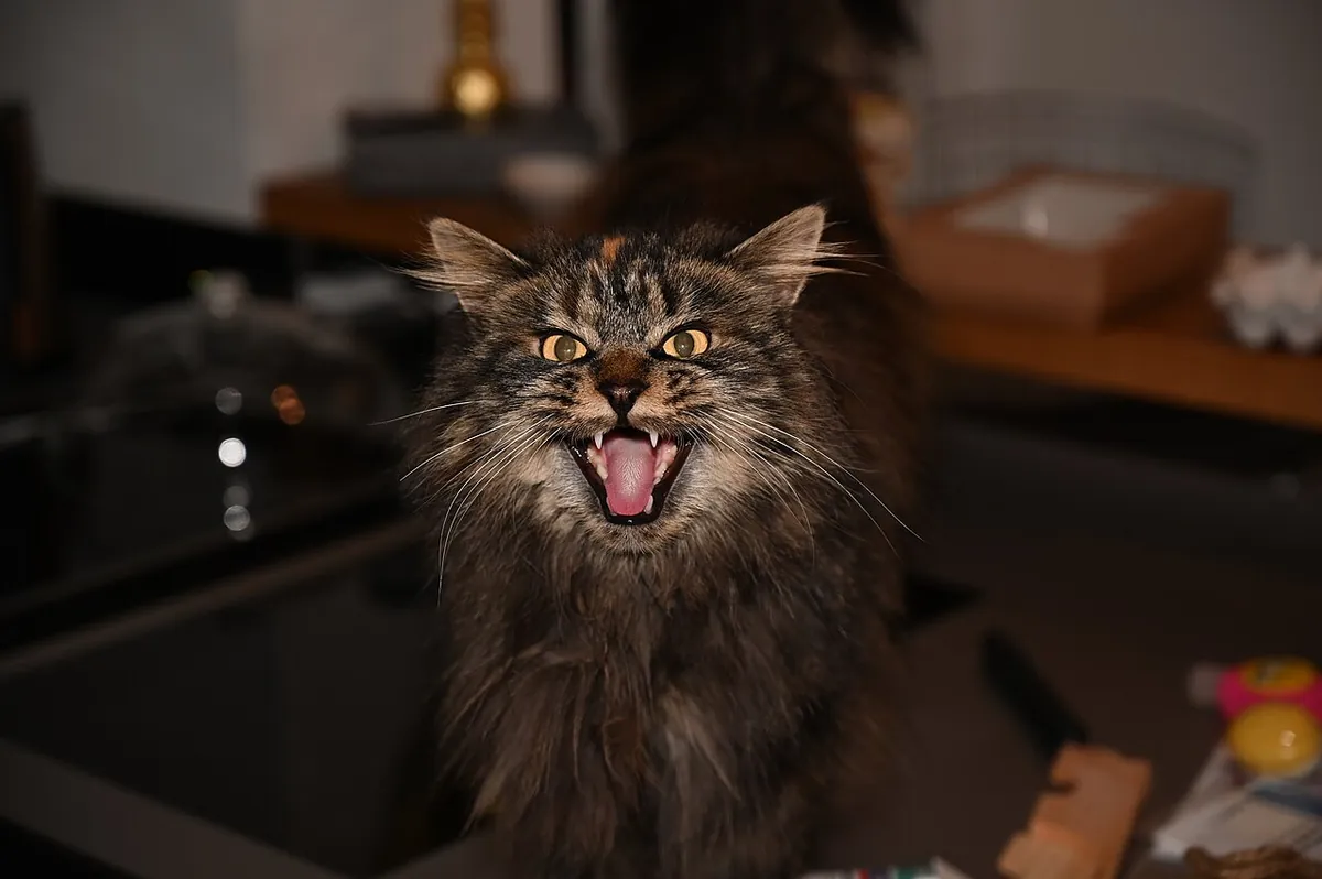 Maine Coon cat trilling in a kitchen with mouth open, watching birds through the window