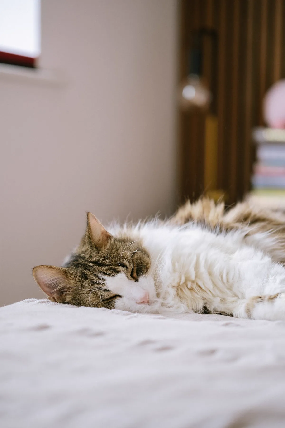 A long-haired tabby cat asleep on a bed in a quiet bedroom