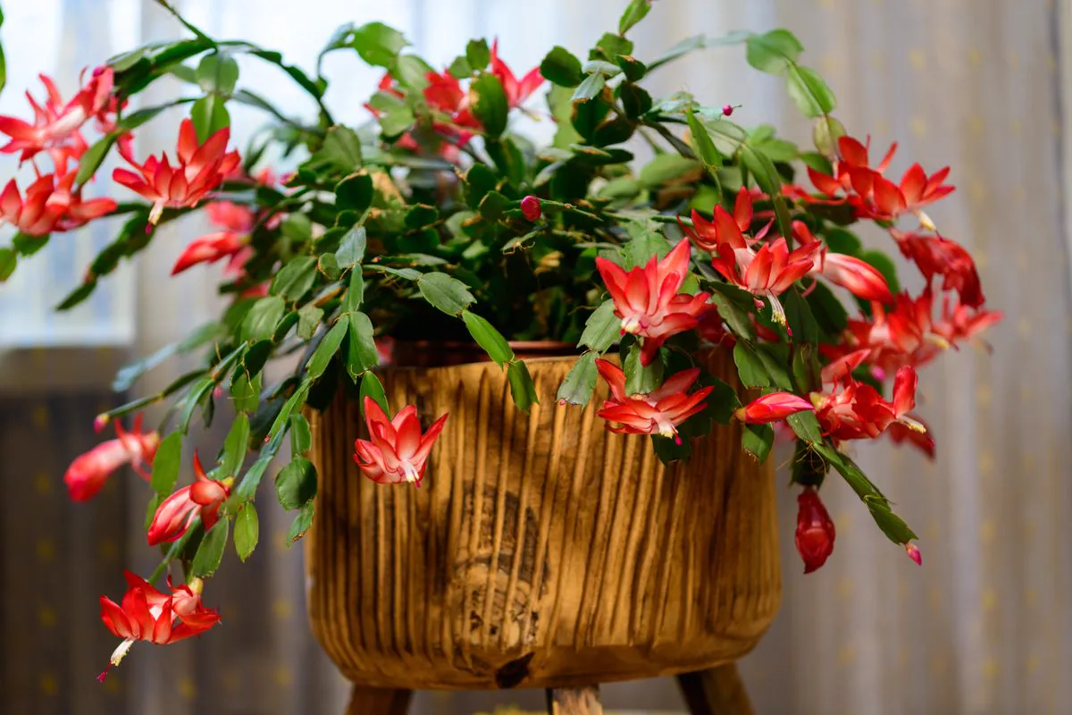 Bright red Christmas cactus blooms cascading from a rustic wooden pot indoors