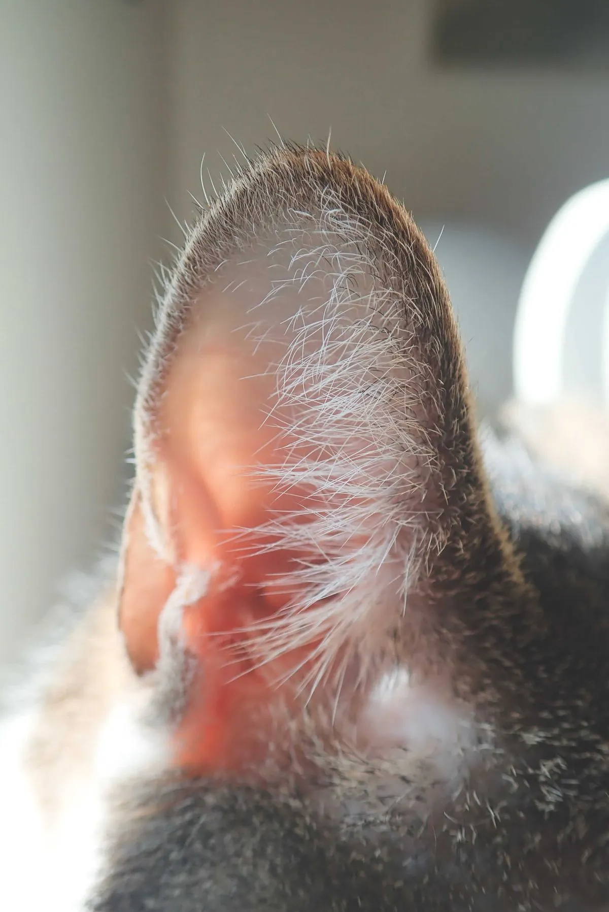 Close-up of a cat's inner ear showing pale pink skin and fine white ear furnishings in sunlight