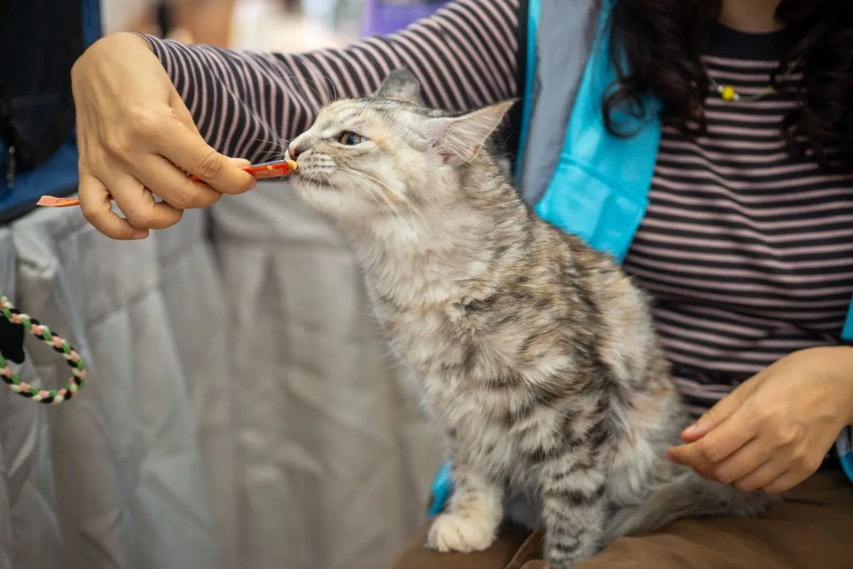 A long-haired cat on its owner's lap licking a treat offered from a tube