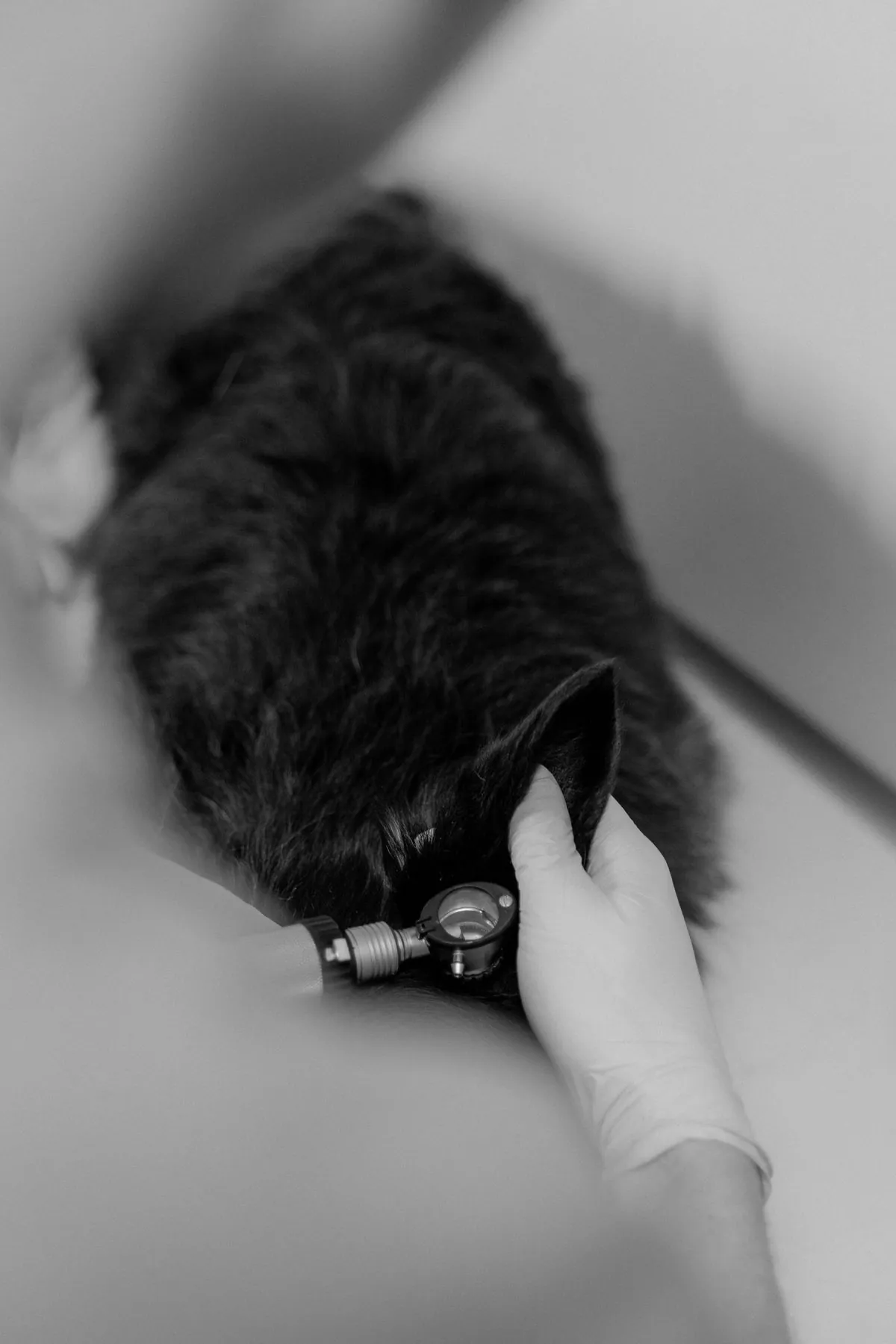 A gloved hand holding a cat's ear while a vet examines it with a lighted otoscope