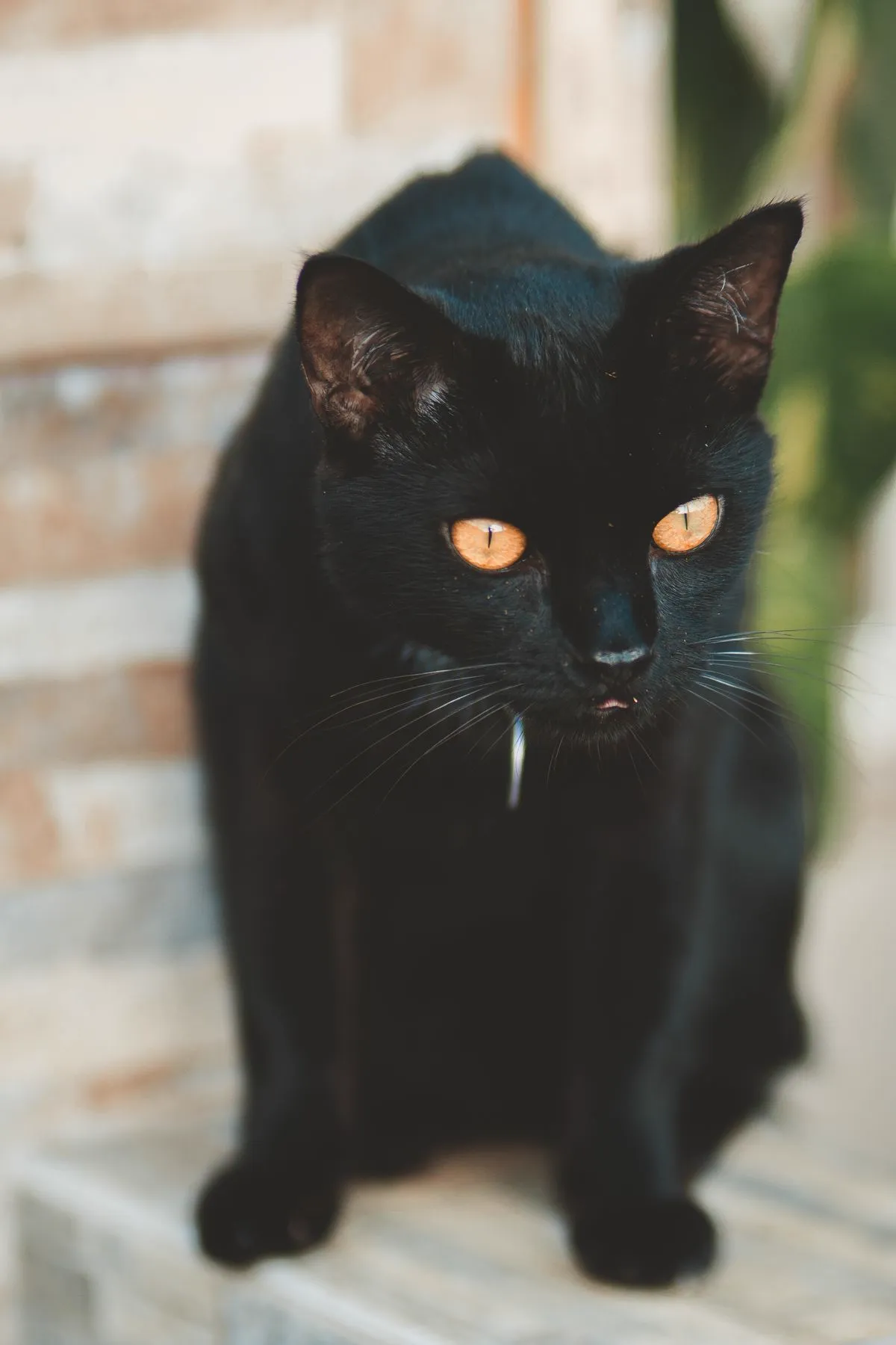Solid black cat with deep copper-amber eyes glowing against dark fur