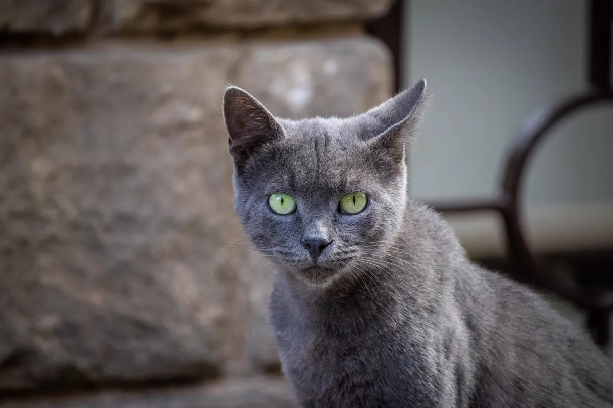 Close-up of a silver-grey cat's face with clear green eyes and dark eyeliner-like rims