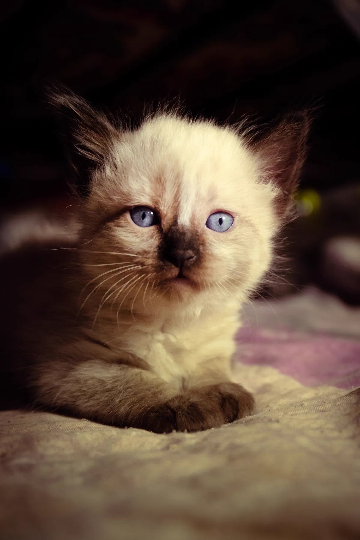 Tiny young kitten with bright blue newborn eyes looking at the camera