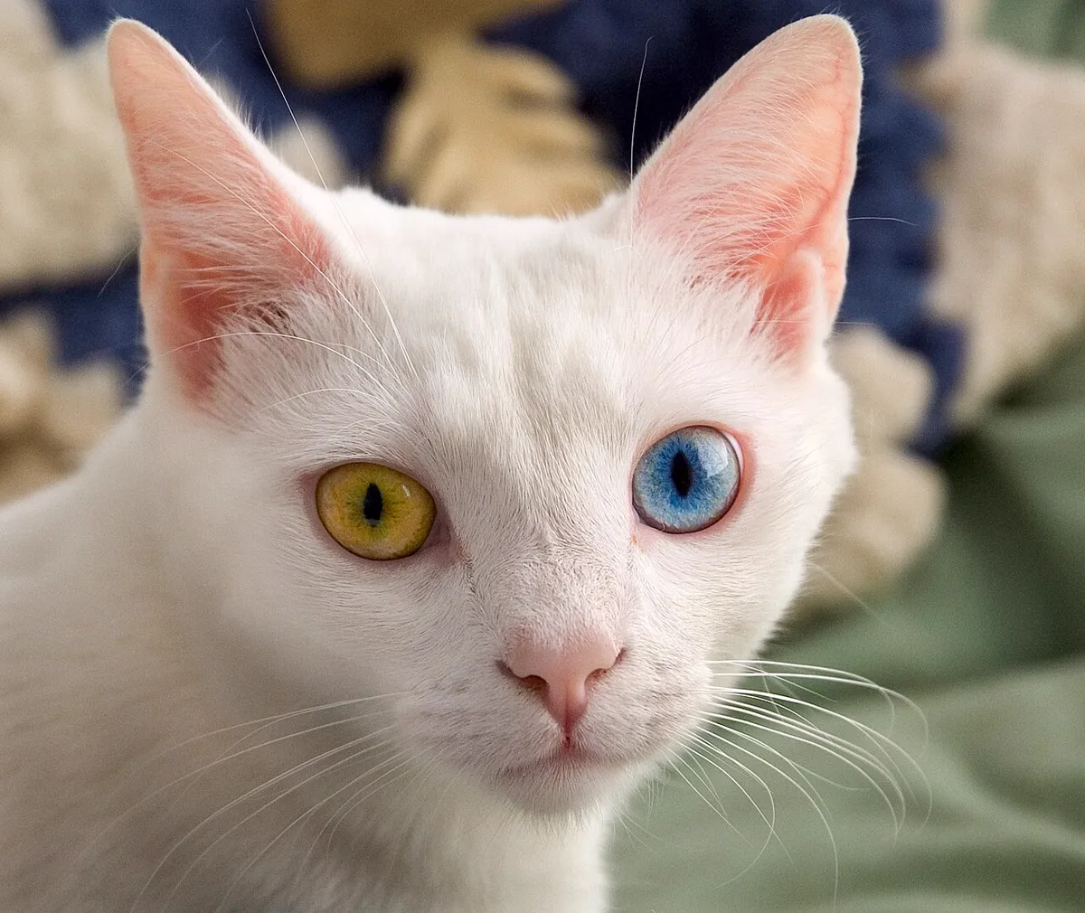 White cat with complete heterochromia, one blue eye and one gold eye