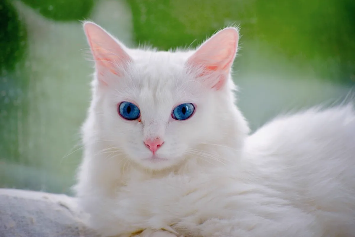White cat with striking permanent blue eyes resting in natural window light