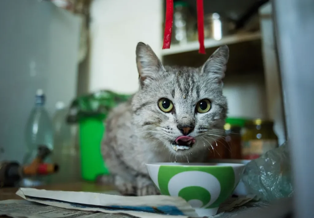 A gray cat licking its lips contentedly beside its food bowl in a kitchen