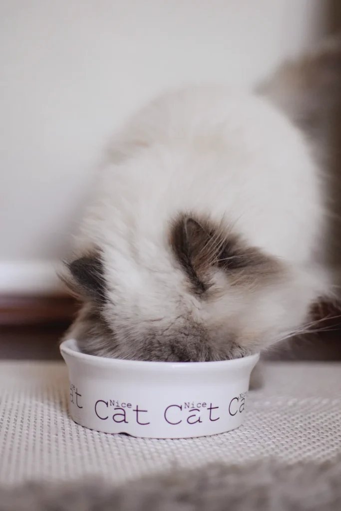 A young long-haired cat eating from a small white bowl, photographed from a slight side angle