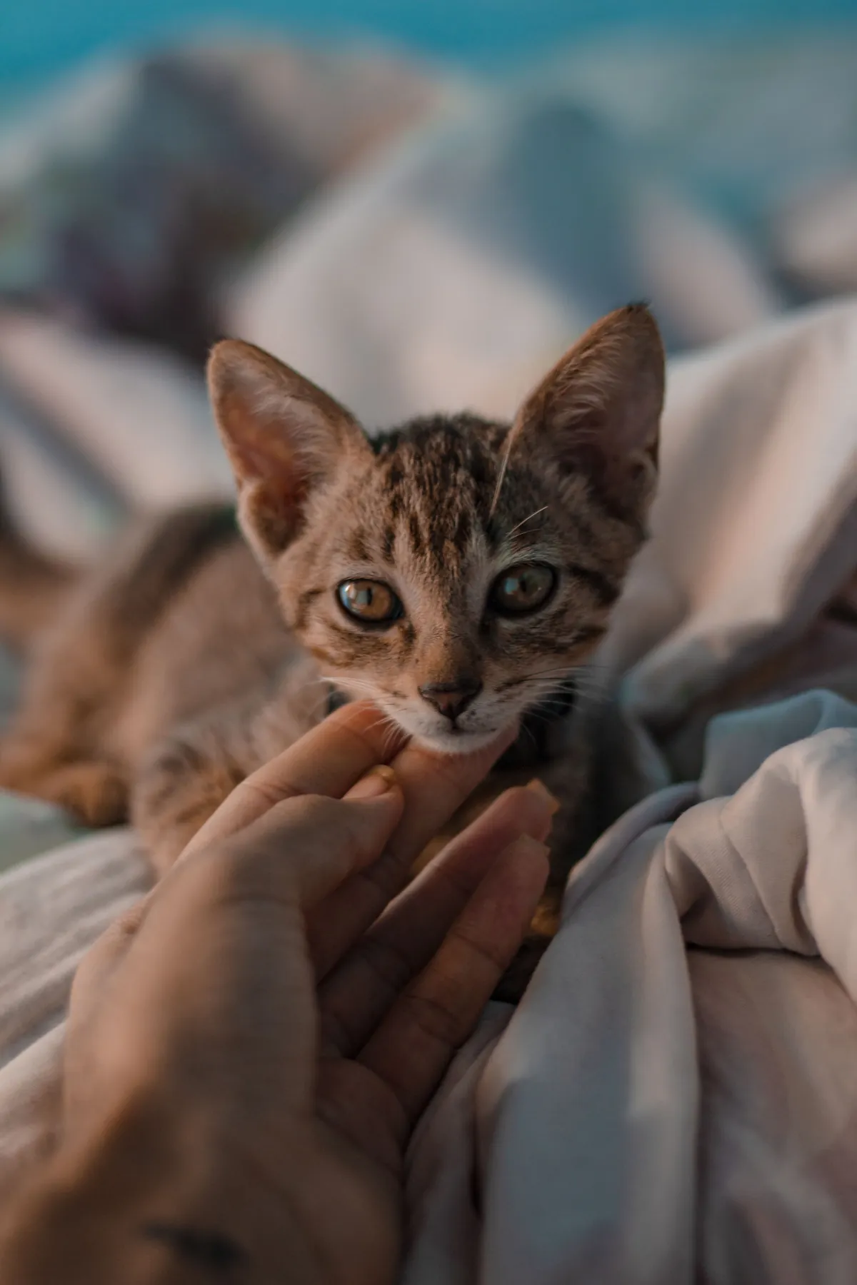 A person's hand gently comforting a tabby kitten resting on soft blankets