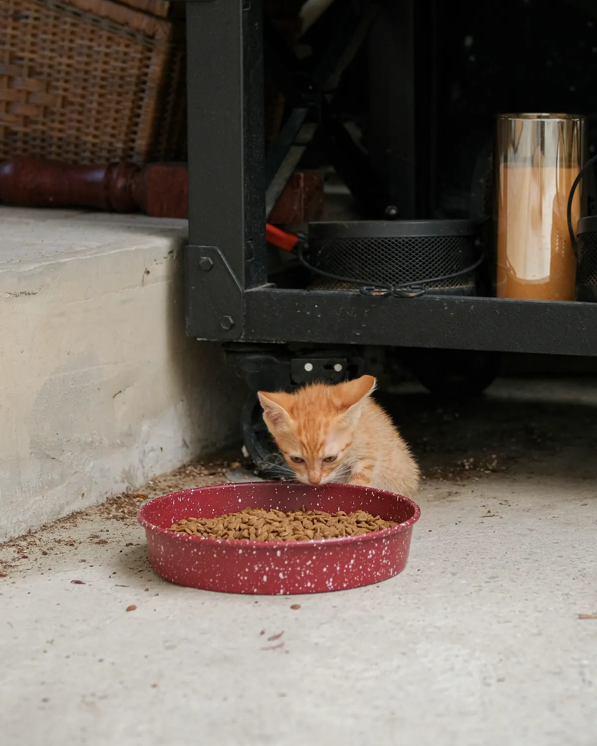 A ginger kitten eating kibble from a shallow red bowl