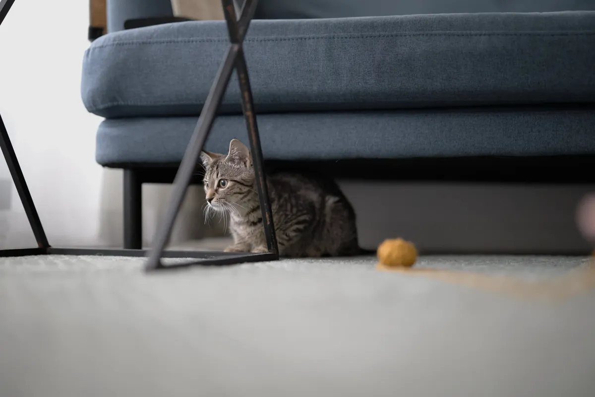 A tabby kitten peeking out from under a sofa with a yarn ball nearby