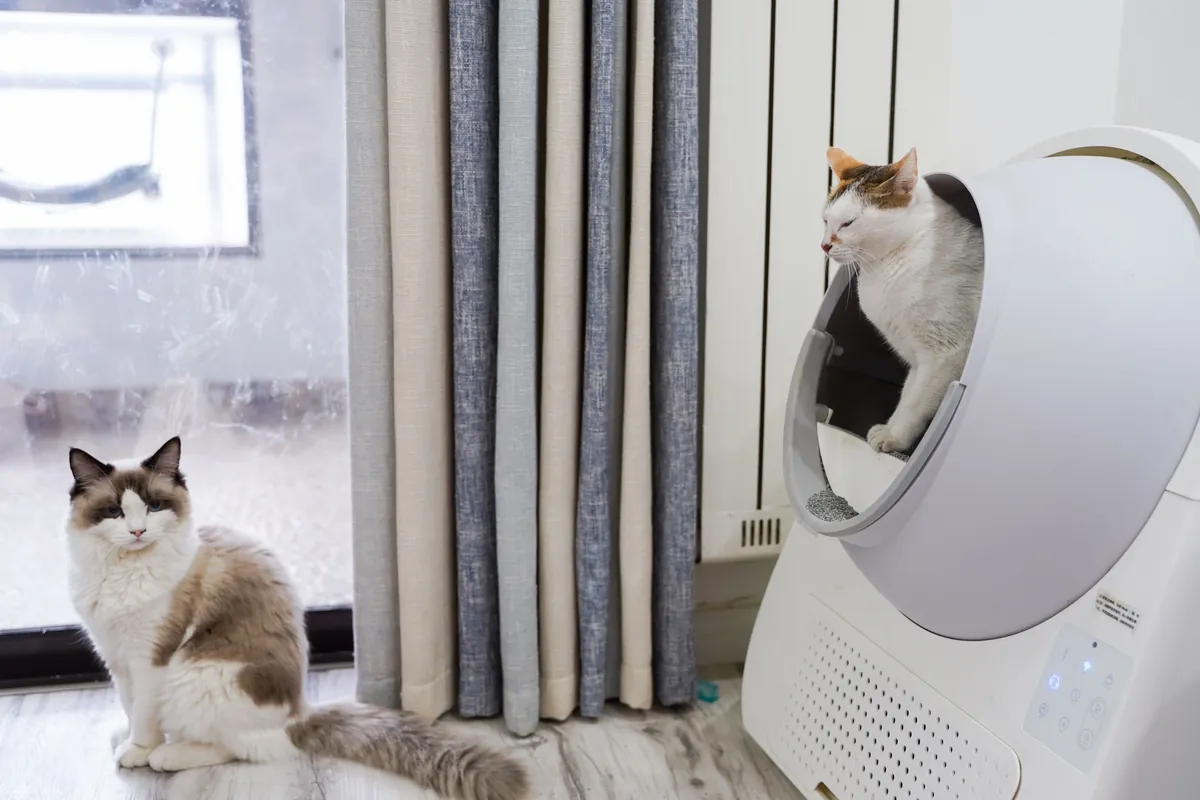 A litter box set up in a quiet corner of a room near a window