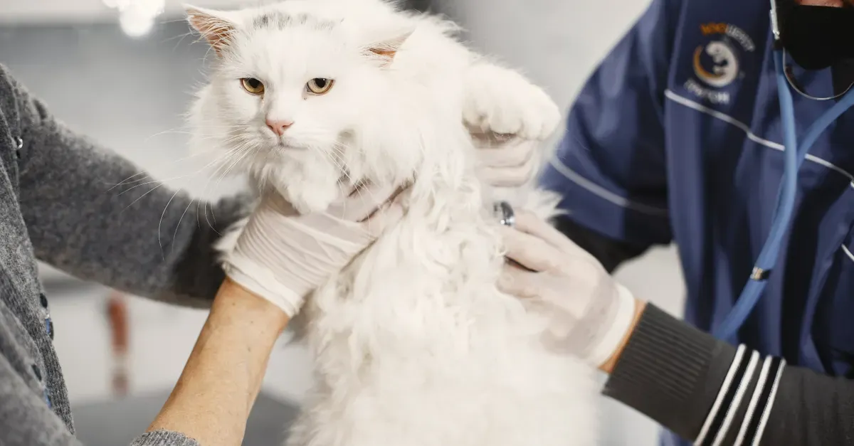 A veterinarian in scrubs gently handling a large white longhaired cat on an exam table