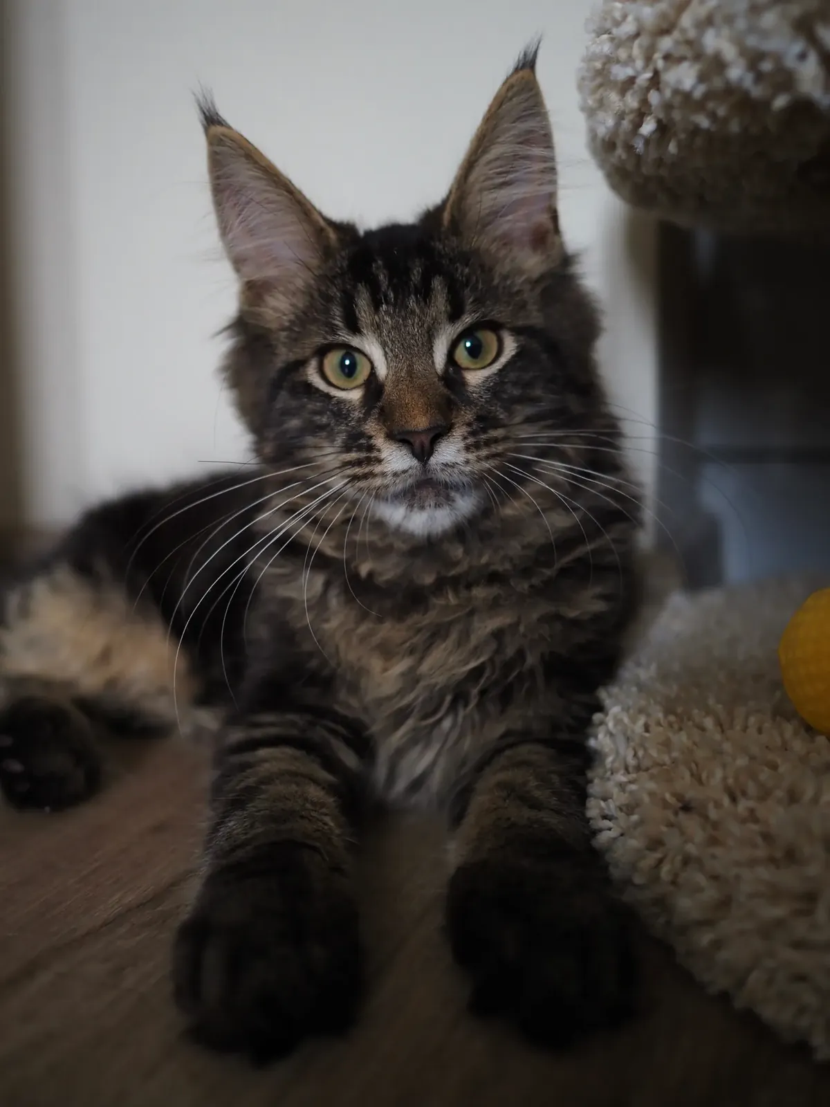 Young brown tabby Maine Coon kitten with ear tufts lying on the floor next to a yellow ball toy
