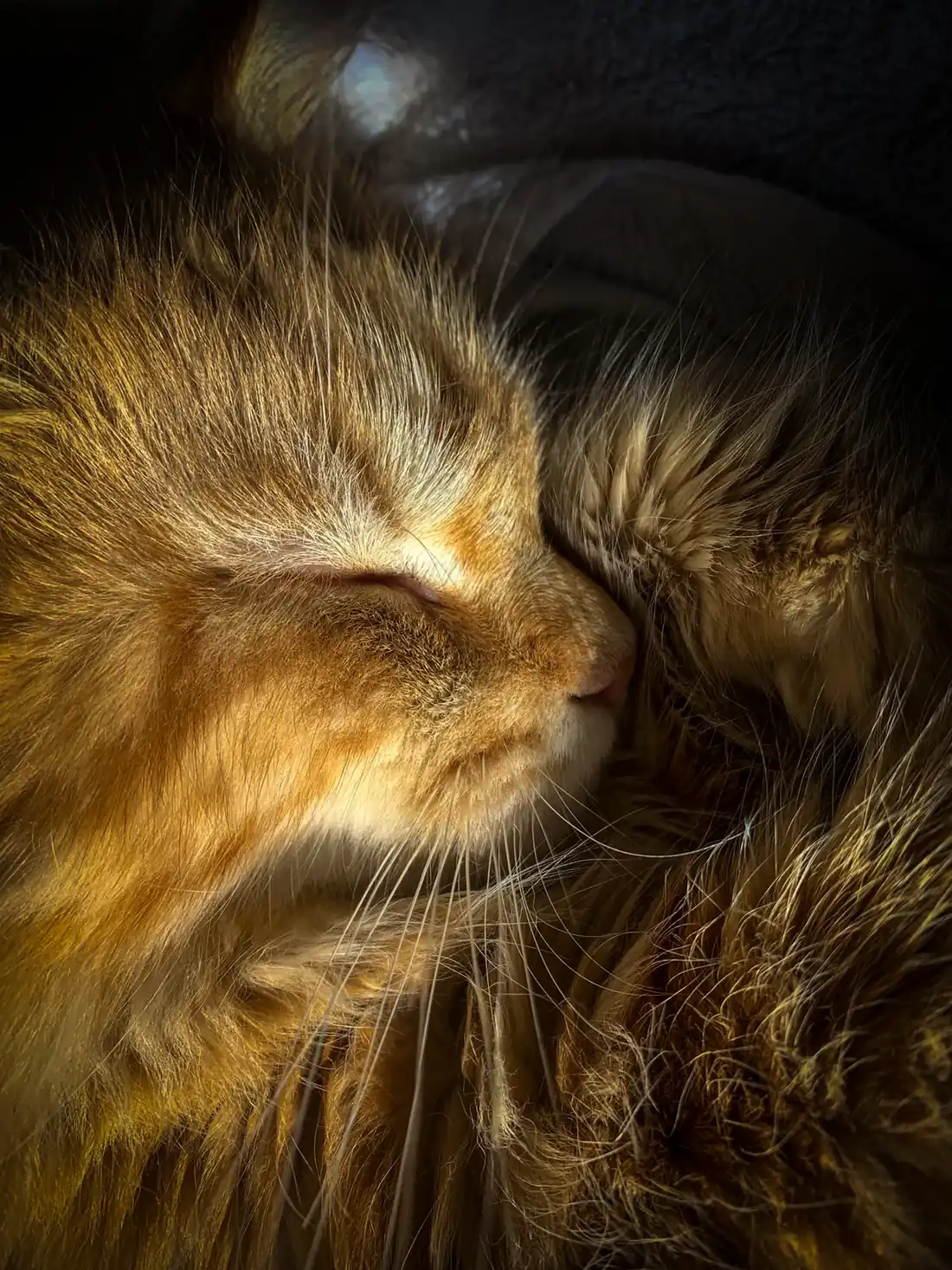 Close-up of a long-haired cat sleeping peacefully, its fur glowing in warm sunlight