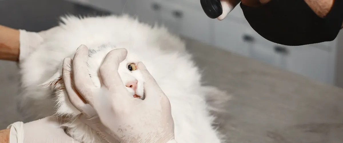 A veterinarian gently holding a white longhaired cat's head for an eye exam on a clinic table