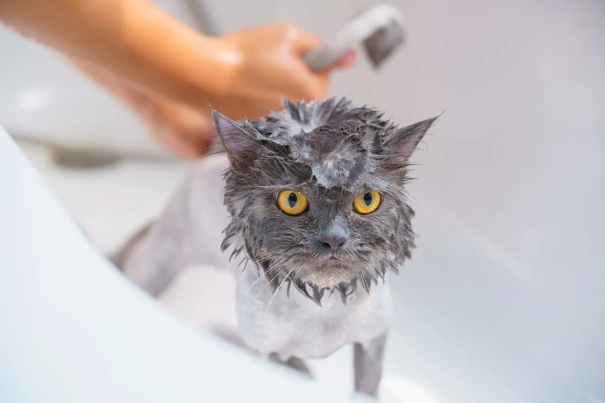 Wet long-haired grey cat being rinsed with a shower sprayer in a bathtub