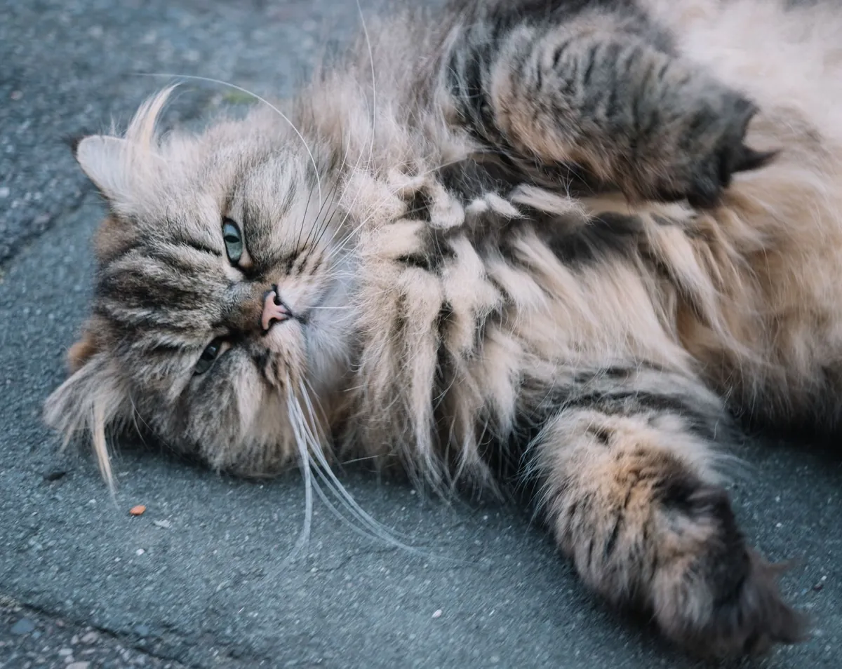 Fluffy long-haired tabby cat lying on its side showing thick belly fur