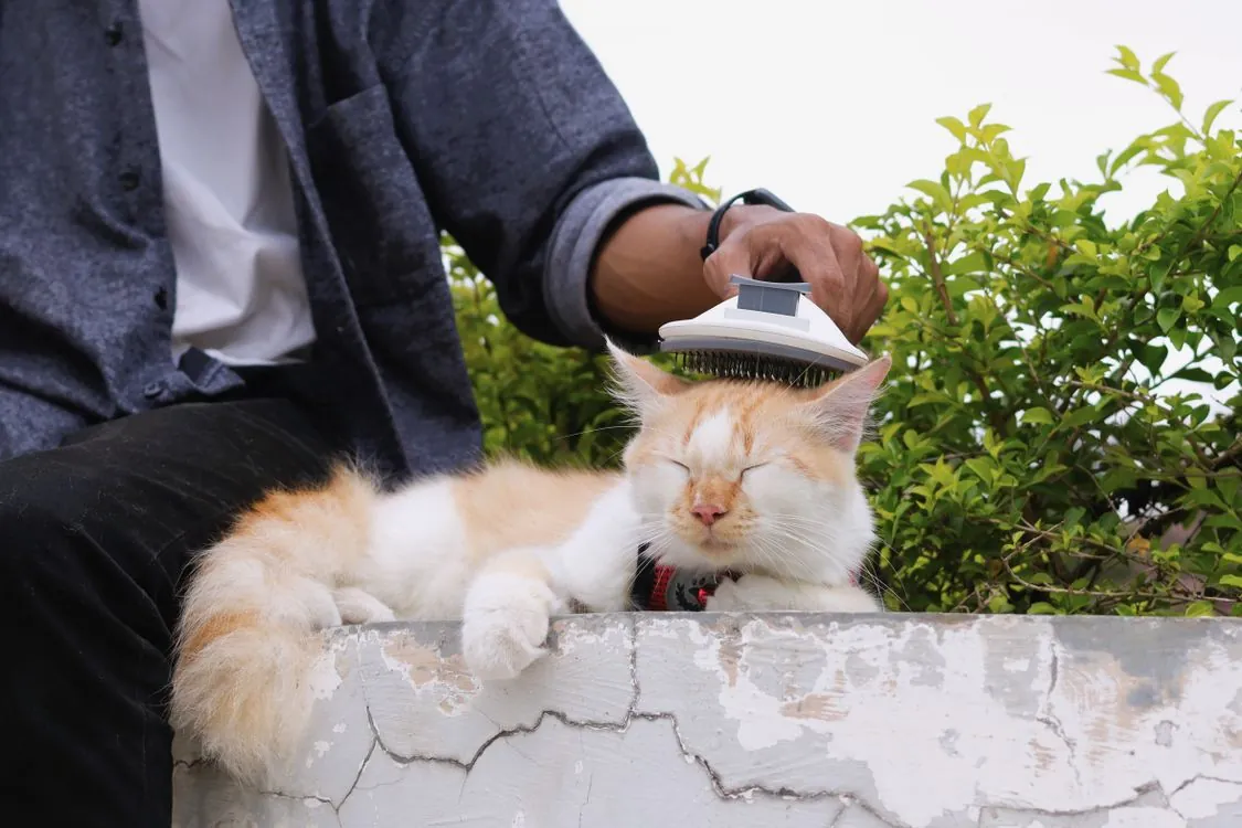 Owner gently brushing a relaxed cat outdoors