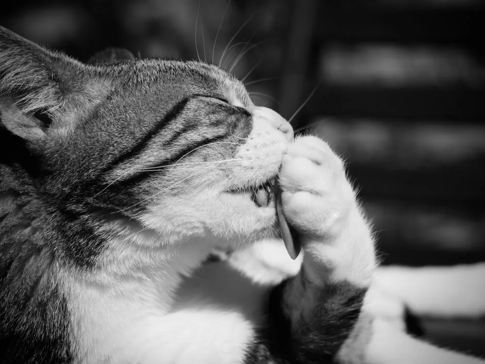 Black-and-white close-up of a cat grooming, showing dense fur