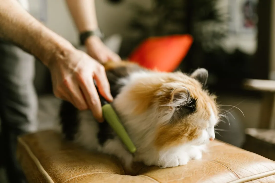 Owner gently combing a fluffy calico cat indoors