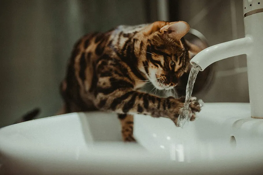Bengal cat drinking from a running bathroom faucet over a white sink