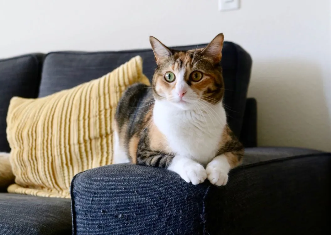 Calico cat resting alert and relaxed on a dark sofa