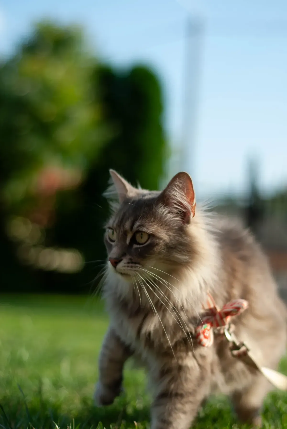 A long-haired grey cat walking across grass outdoors wearing a harness with a leash attached