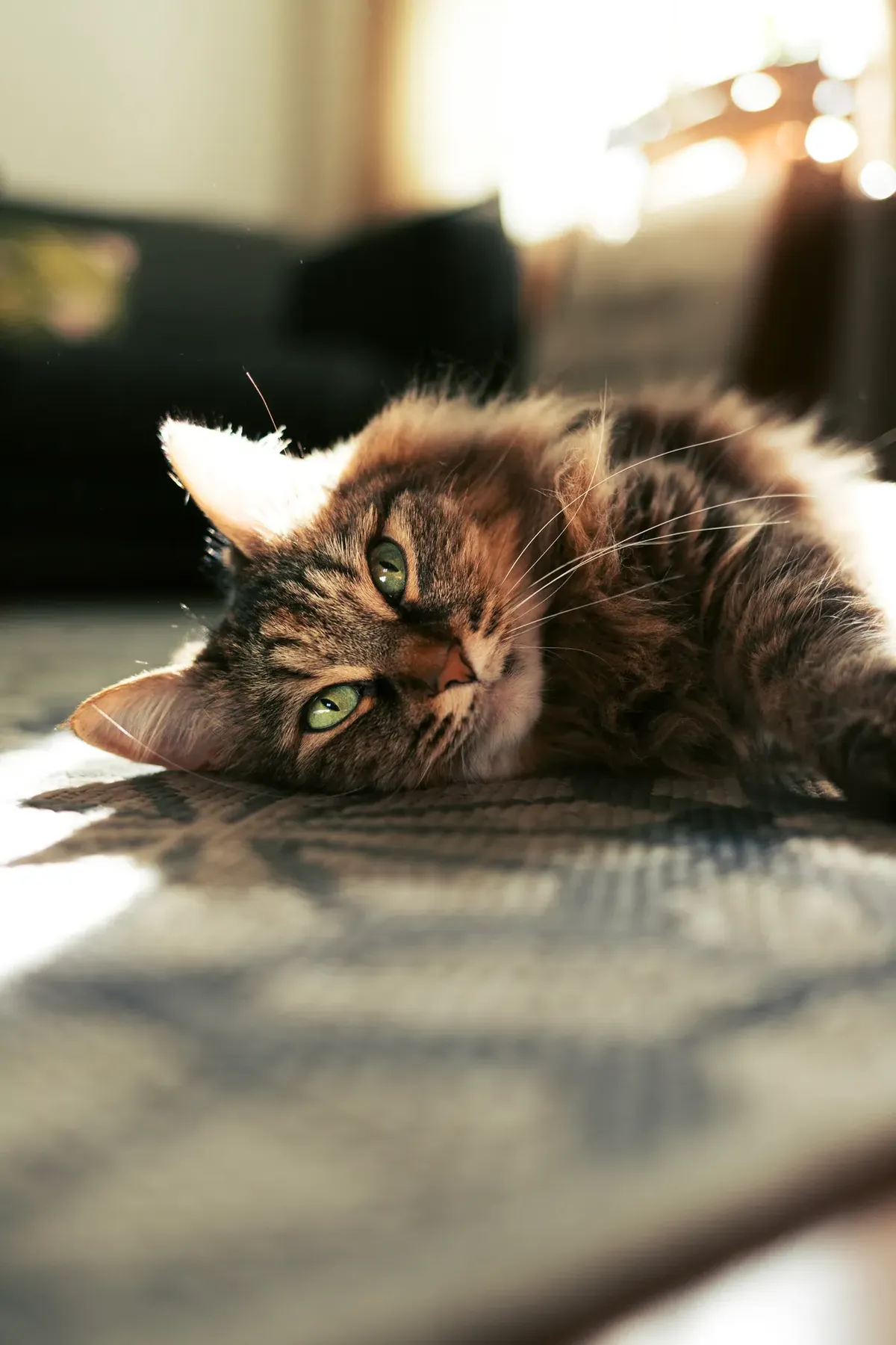 A long-haired tabby cat lying flopped on its side on a living-room rug in warm sunlight