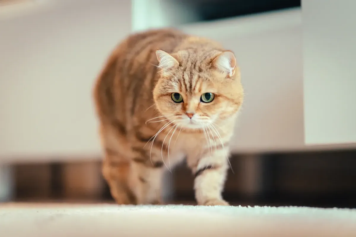 A golden tabby cat walking toward the camera indoors with ears forward and a curious expression