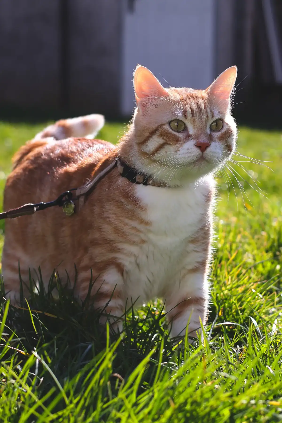 An orange tabby cat standing in green garden grass on a leash, looking around alertly in bright sunlight
