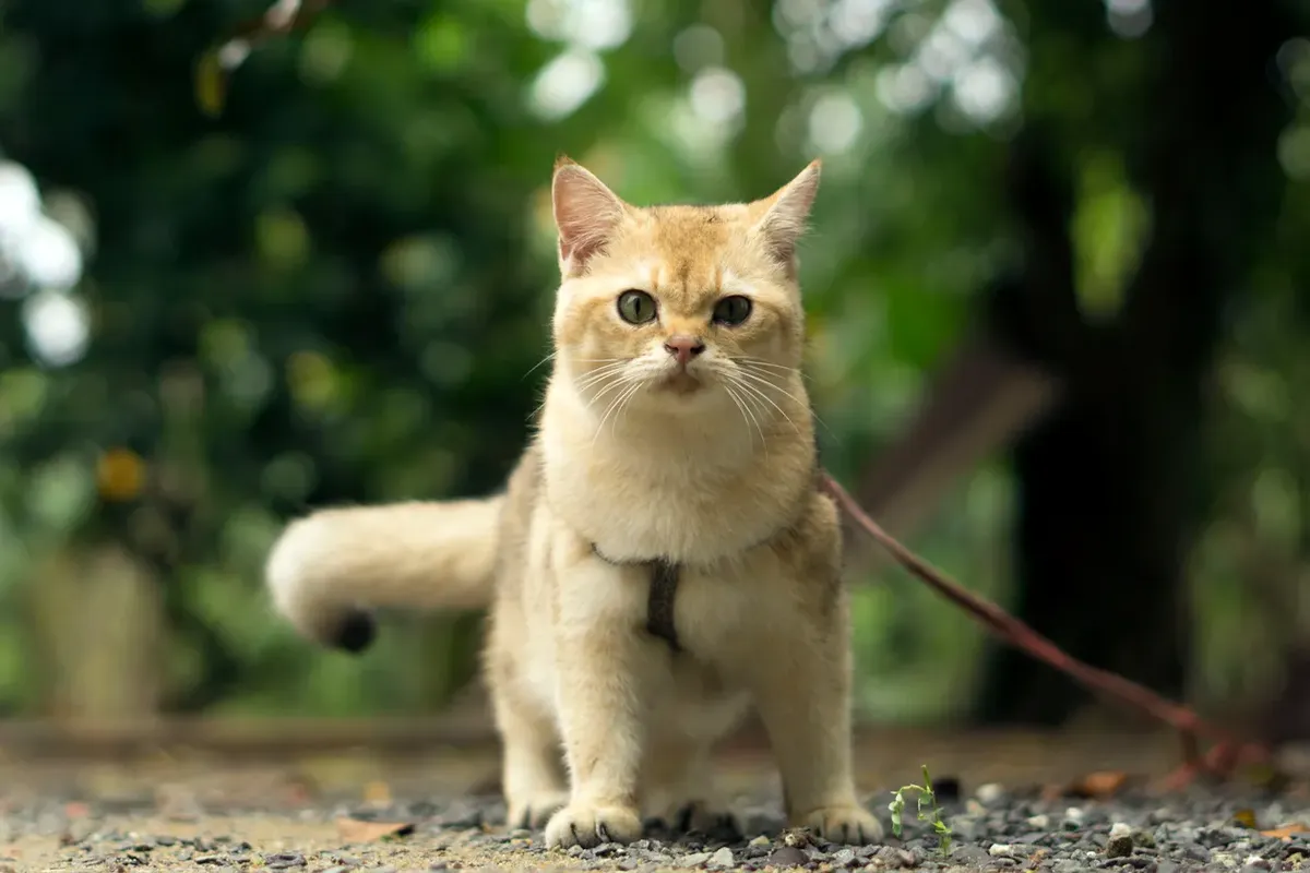 A golden cat standing alert on a gravel garden path wearing a fitted harness with the chest strap visible, leash trailing behind