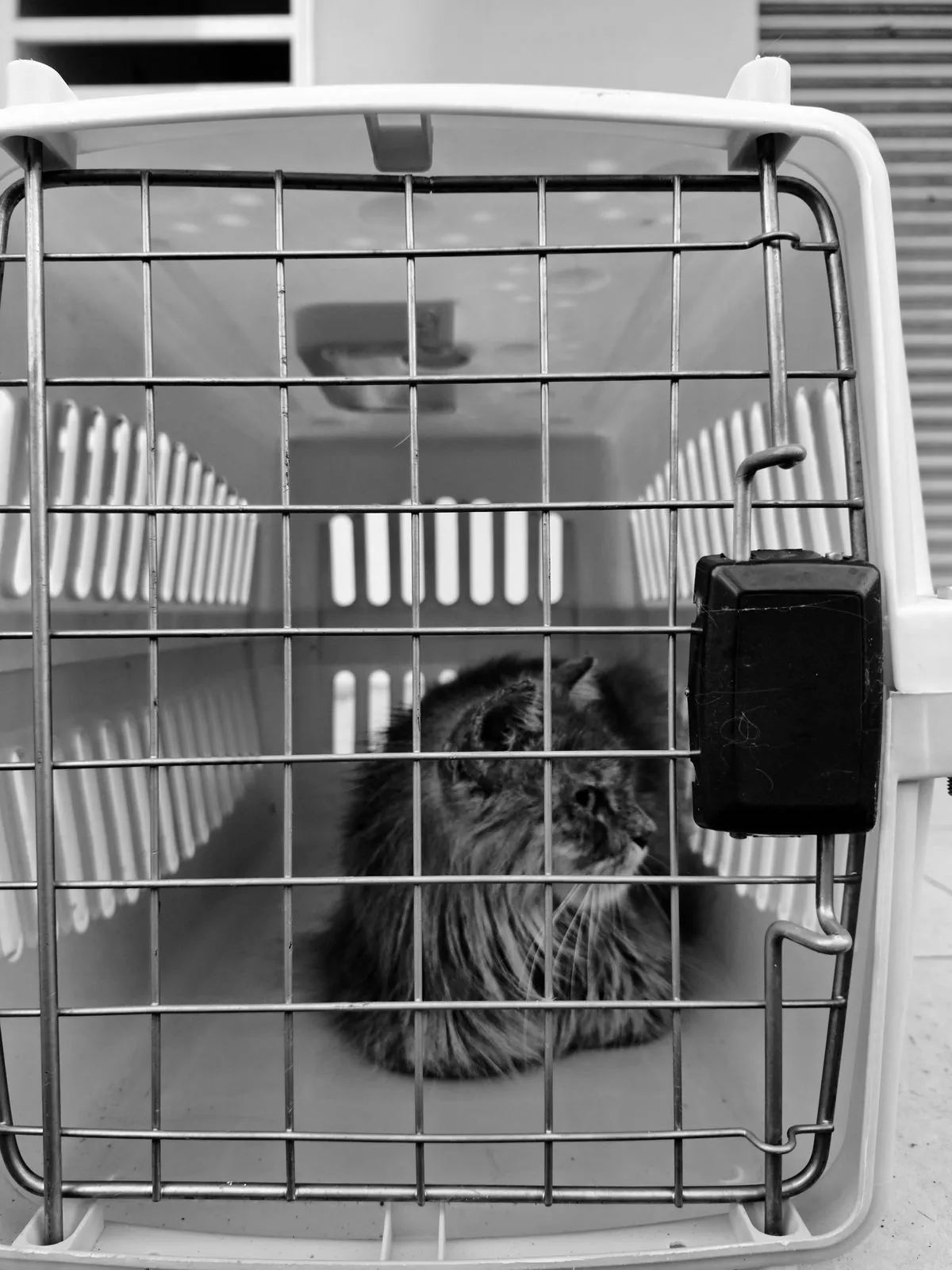 A fluffy long-haired cat sitting inside a pet carrier with a metal door