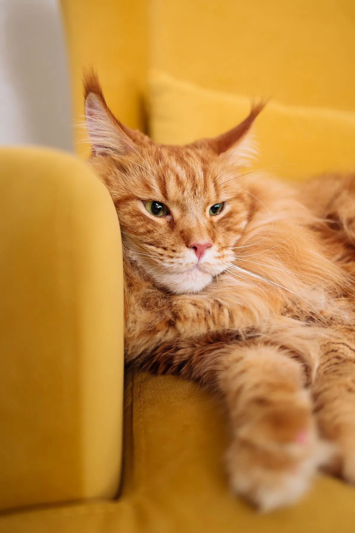 A ginger long-haired Maine Coon lounging on a yellow sofa