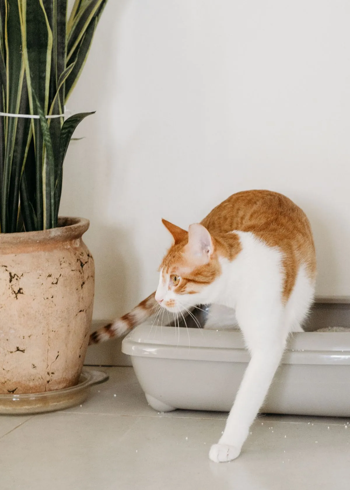 A white and orange cat stepping out of a low-entry litter box beside a potted plant