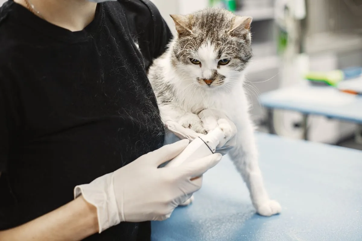 A veterinarian in gloves gently examining a cat's paw on an exam table