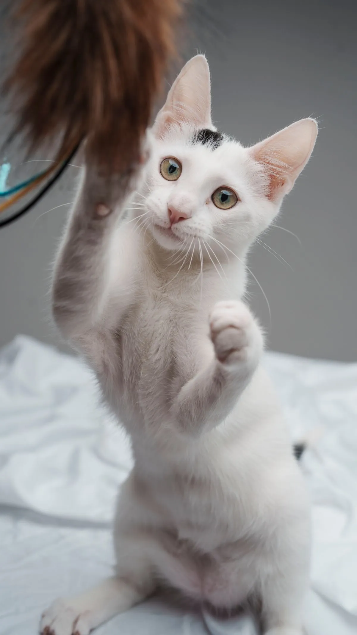 A white kitten standing on its hind legs batting at a dangling feather toy