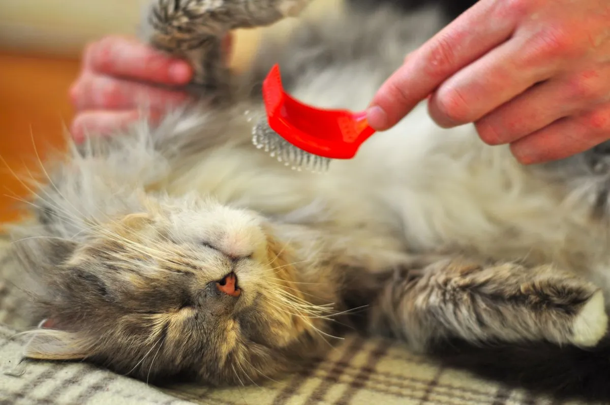 Person gently brushing a relaxed long-haired cat lying on its back