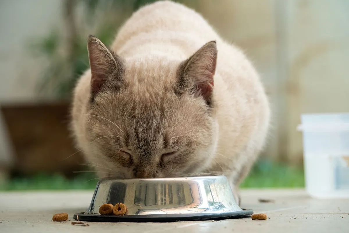 Cat eating kibble from a stainless steel bowl, close-up