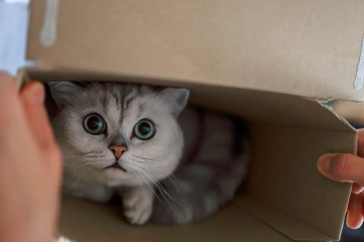 Grey cat peeking cautiously out of a cardboard box