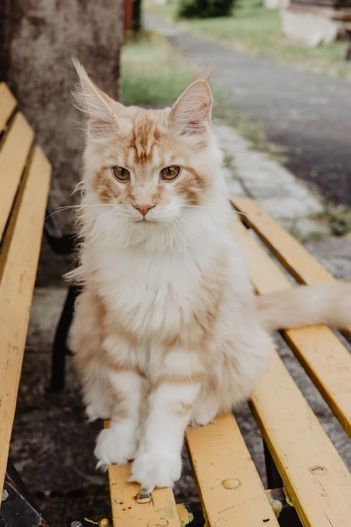 Young cream Maine Coon sitting on a garden bench