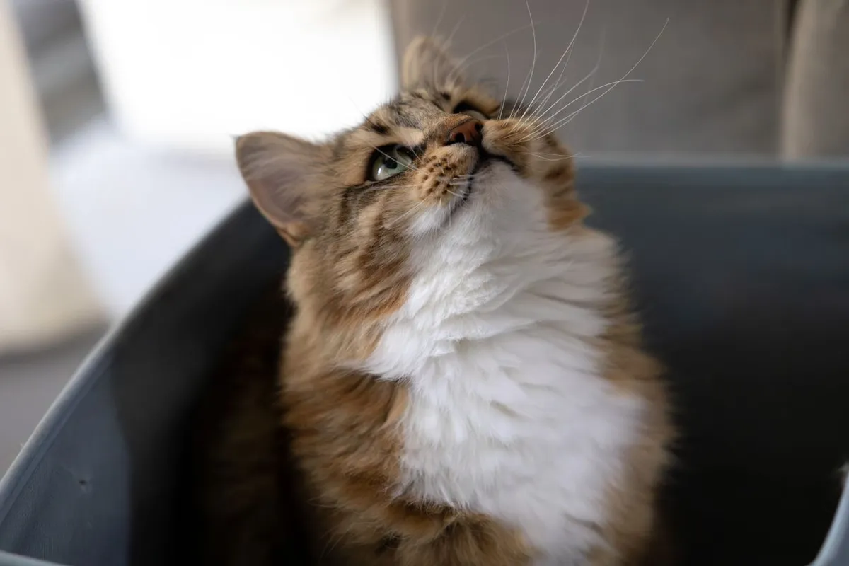 Fluffy long-haired cat sitting in a large tote-style litter box