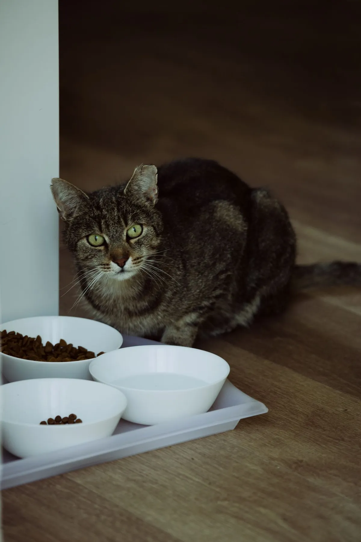 Tabby cat sitting beside its food and water bowls on a tray in a quiet corner