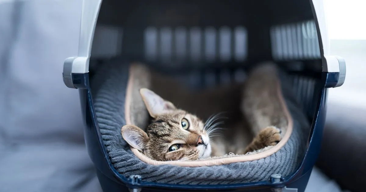 A young tabby kitten lying comfortably in a pet carrier, looking at the camera
