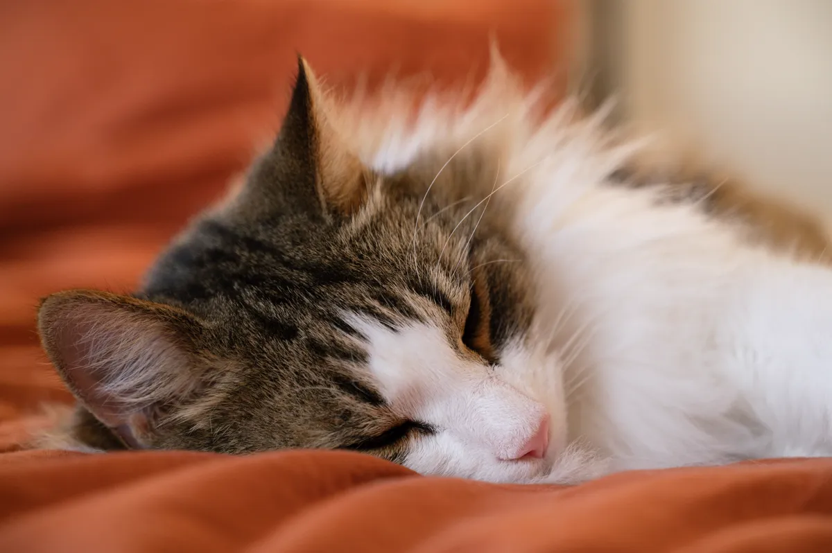 Fluffy long-haired tabby and white kitten sleeping peacefully on a rust-colored blanket