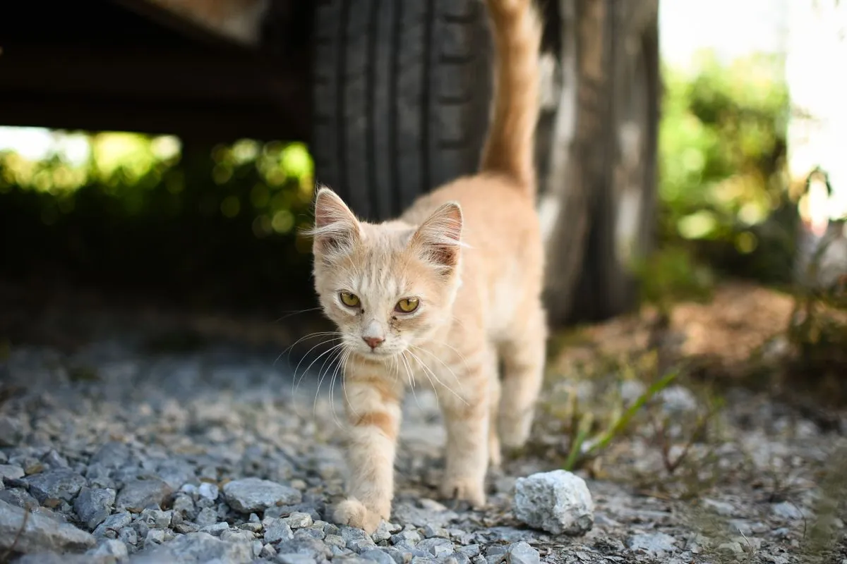 A young ginger kitten walking toward the camera in mid-stride, all four legs visible