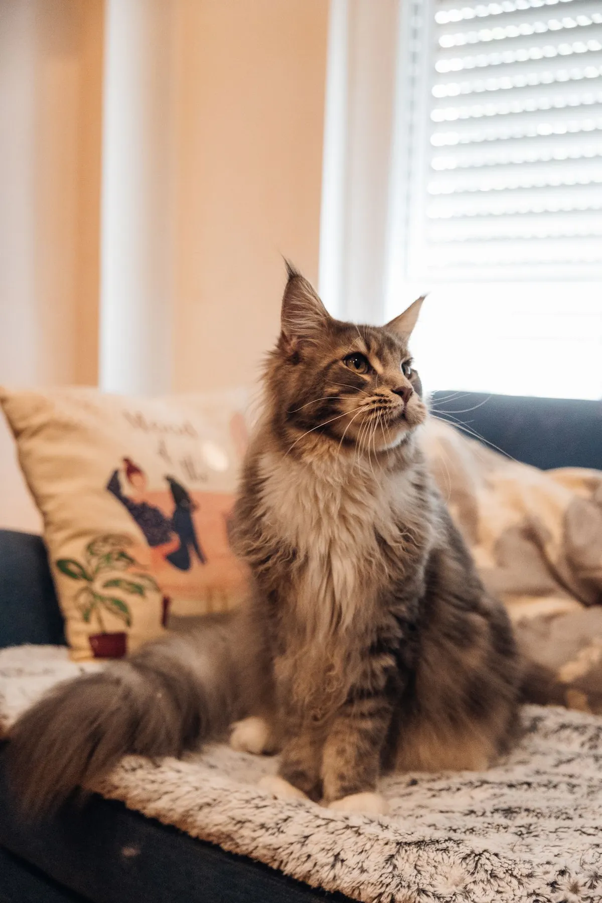 Maine Coon cat resting on a couch beside a bright window